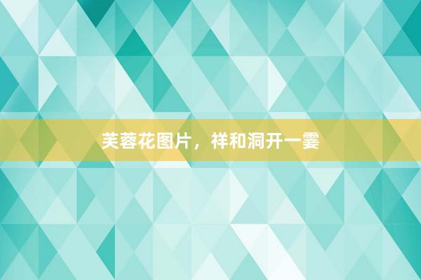 芙蓉花图片，祥和洞开一霎
